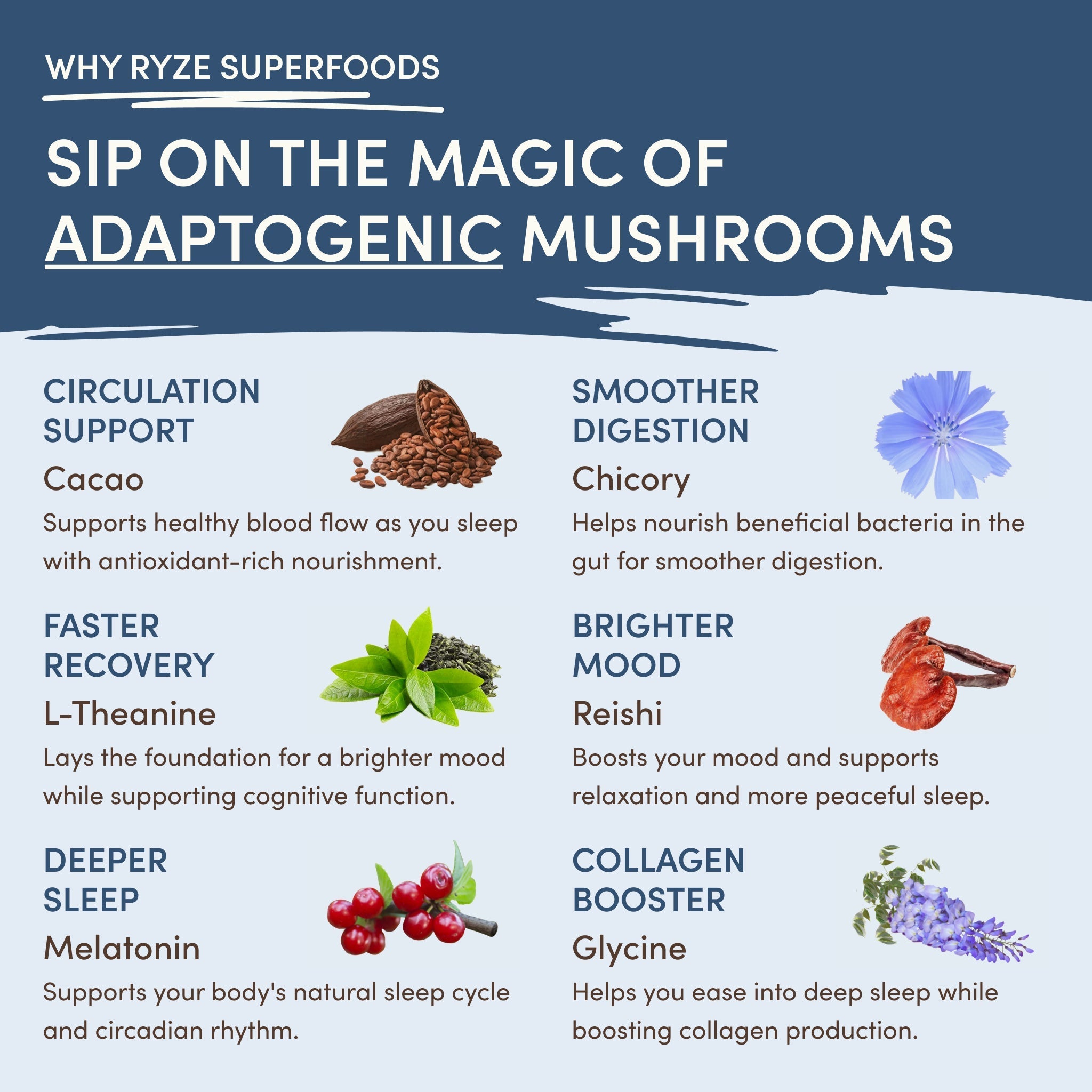 Mushroom Hot Cocoa (20 servings) - Simple Daily Blend