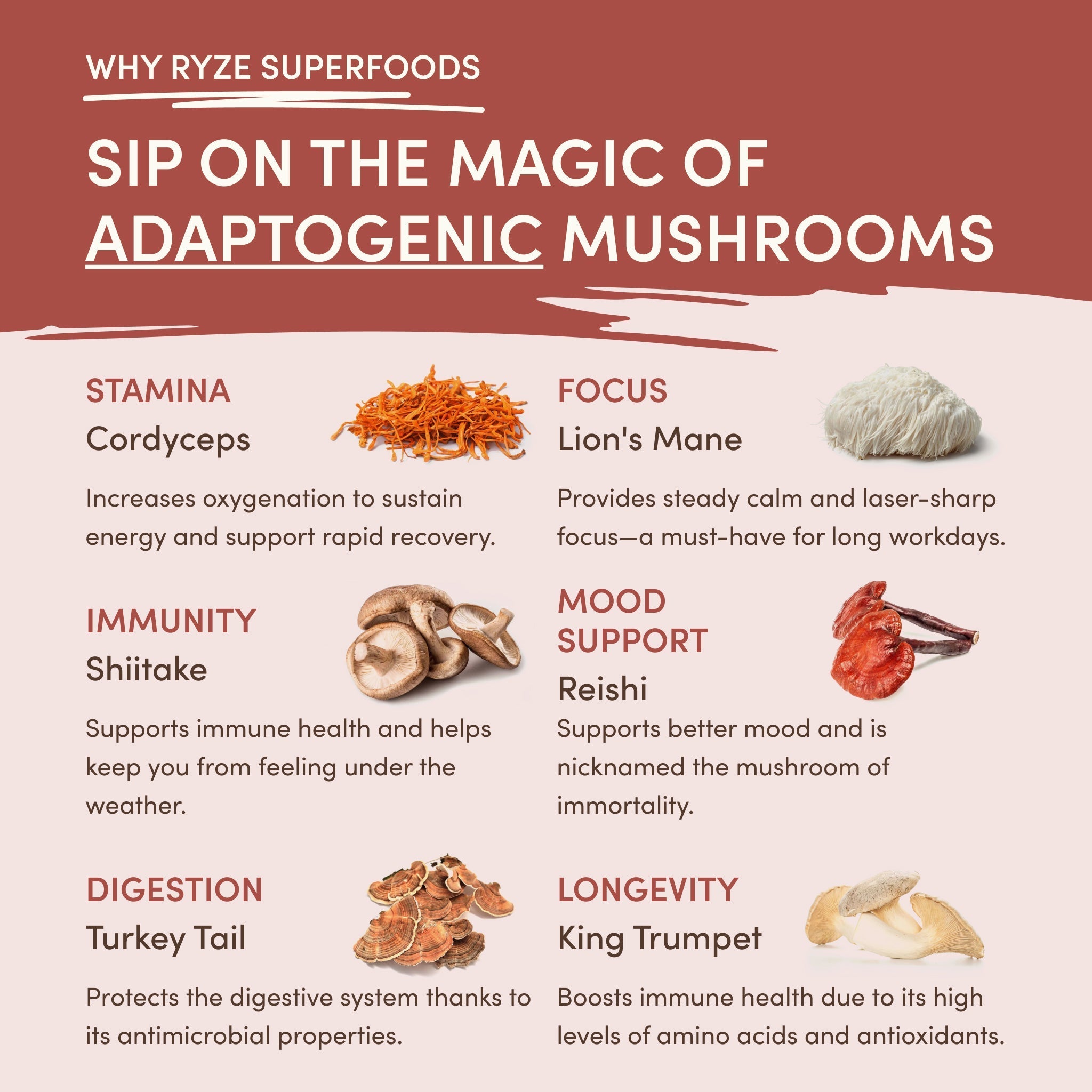 Mushroom Chicory (30 Servings) - Sip Something Better